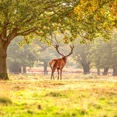 Wildlife and National Park Visits