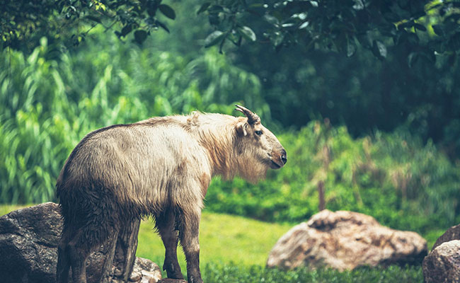 Takin - Bhutans National Animal
