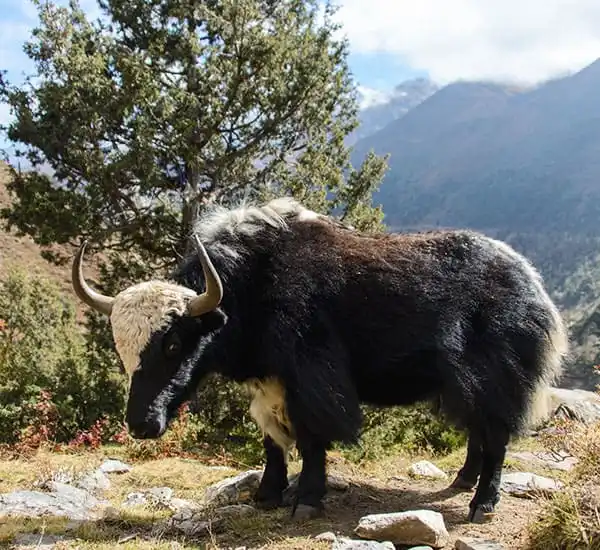 Birding & Wildlife Tours